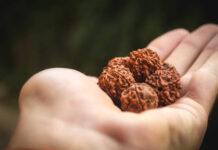 Why Should You Consider Buying a Certified Rudraksha in Sahakara Nagar? A Deep Dive Into Authenticity, Benefits, and Spiritual Vibes Certified Rudraksha in Sahakara Nagar