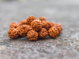 The 14 Mukhi Rudraksha Bannerghatta Road Really Worth the Hype? 14 Mukhi Rudraksha Bannerghatta Road