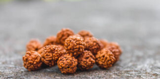 The 14 Mukhi Rudraksha Bannerghatta Road Really Worth the Hype? 14 Mukhi Rudraksha Bannerghatta Road