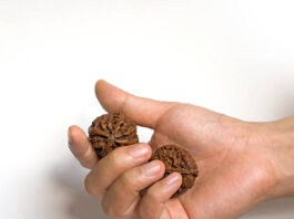 Where Can You Find the Best Certified Rudraksha Bannerghatta Road Without Getting Scammed? Certified Rudraksha Bannerghatta Road